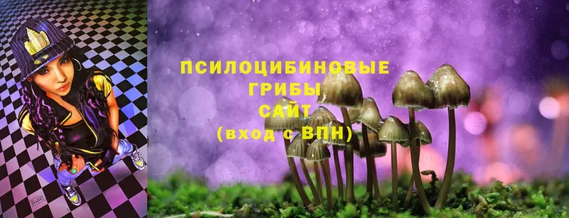 как найти наркотики  Волхов  Галлюциногенные грибы MAGIC MUSHROOMS 